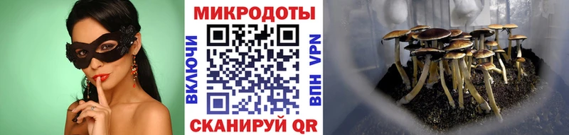 Псилоцибиновые грибы Psilocybine cubensis  Монино 